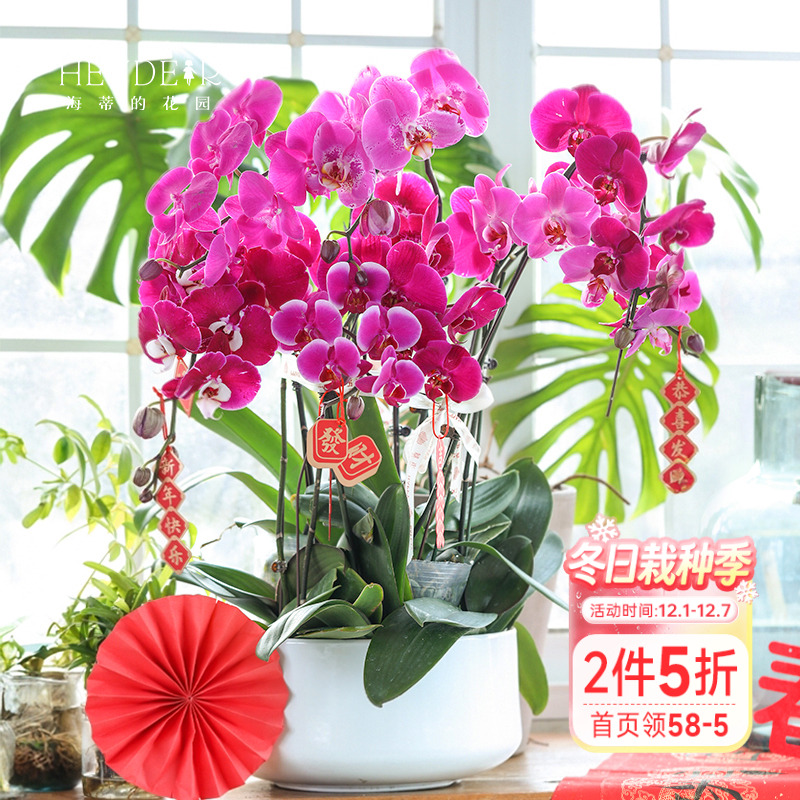 带花苞蝴蝶兰海蒂的花园