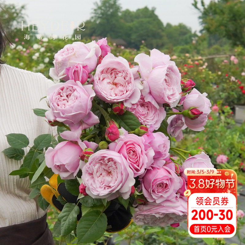 海蒂的花园自由精神奥斯汀月季爬拱门浓香包子长势强健花卉盆栽苗