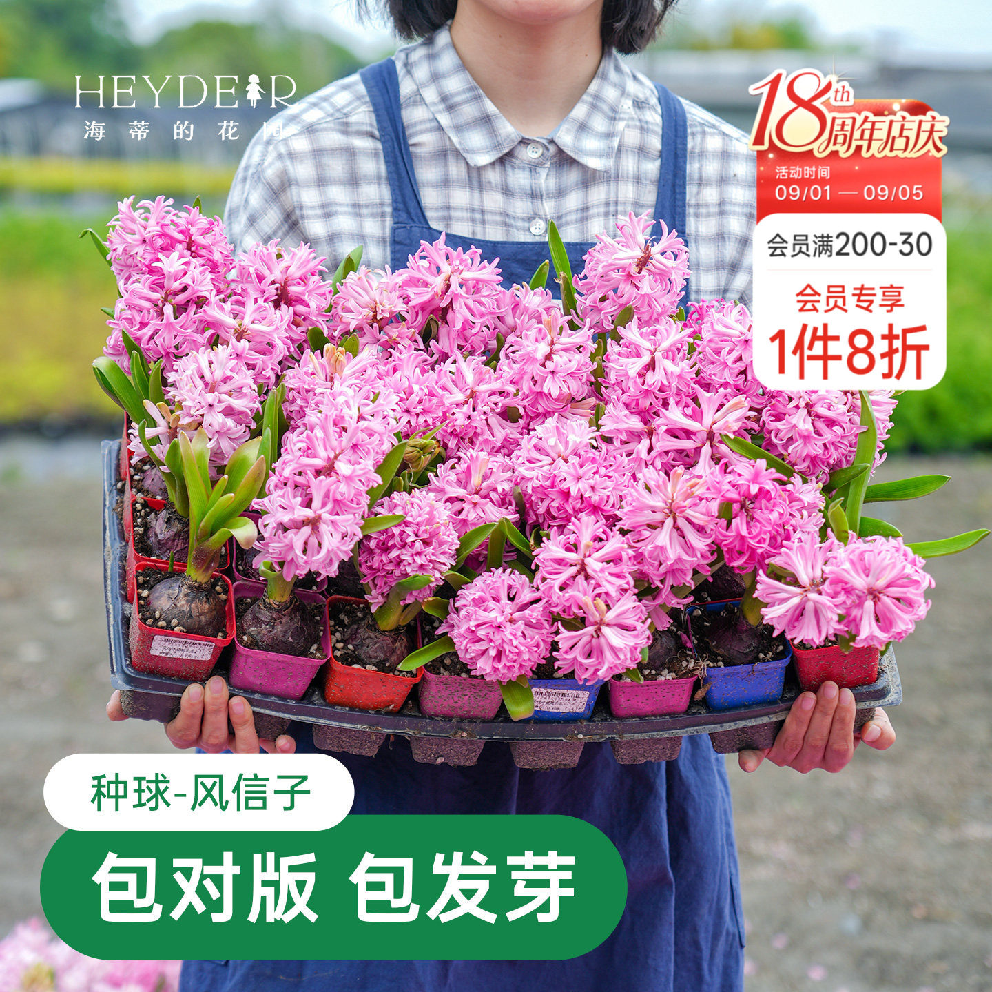 海蒂的花园风信子种球阳台水培盆栽地栽球根花卉植物庭院花园海妈图片