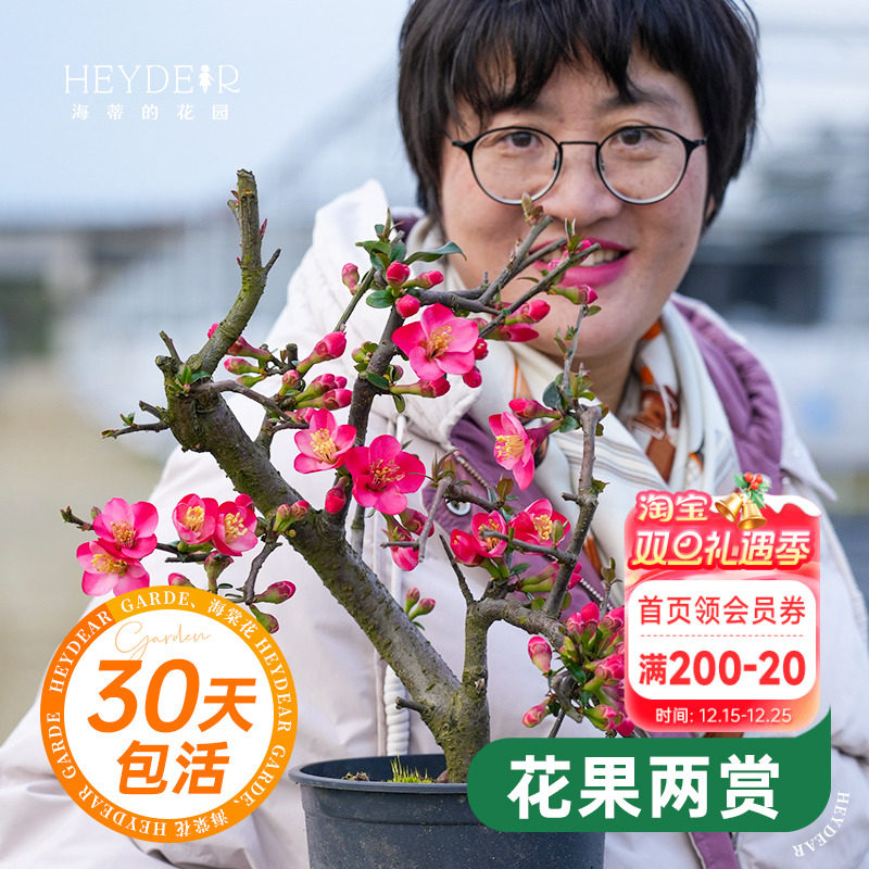 海蒂的花园垂丝海棠树苗地栽盆栽