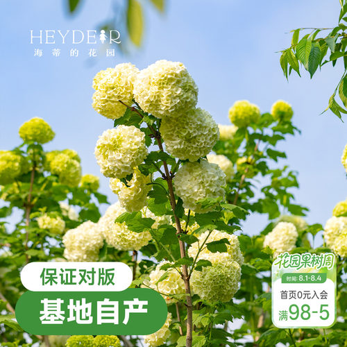 海蒂欧洲绣球花苗玫瑰庭院