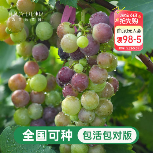 葡萄树苗盆栽寒香蜜庭院地栽耐寒阳光玫瑰巨峰圆叶种植爬藤大果苗