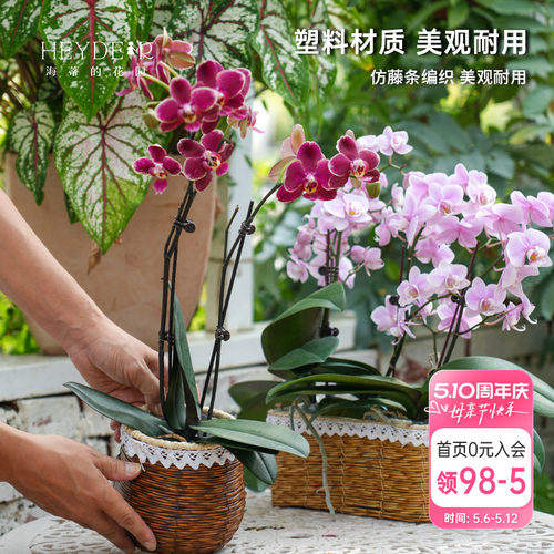海蒂的花园 塑料仿藤编花篮蝴蝶兰长寿花绿萝创意园艺装饰套盆