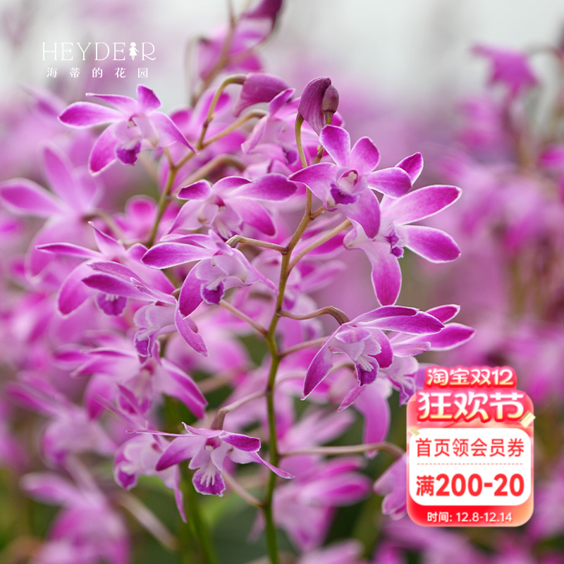 海蒂的花园石斛兰黛玉泼墨开花好养花卉植物阳台室内绿植花卉盆栽