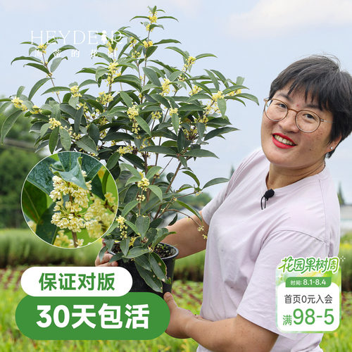 海蒂的花园桂花树苗四季桂盆栽