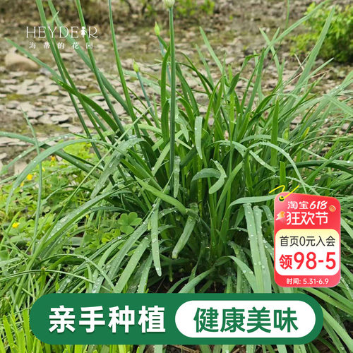 海蒂的花园 韭菜苗带土菜苗盆栽苗易养多年生家庭阳台庭院蔬菜苗