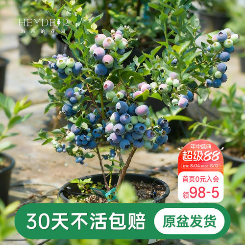 海蒂的花园成都总店蓝莓树果苗盆栽阳台庭院地栽保证对版海妈推荐