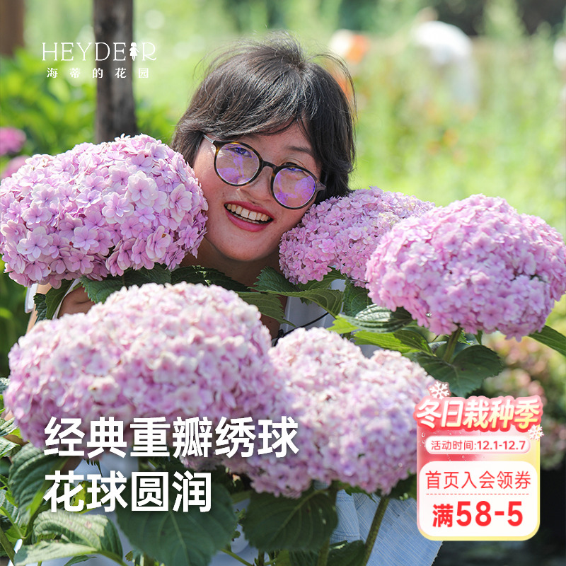 经典重瓣大花绣球花手鞠庭院阳台