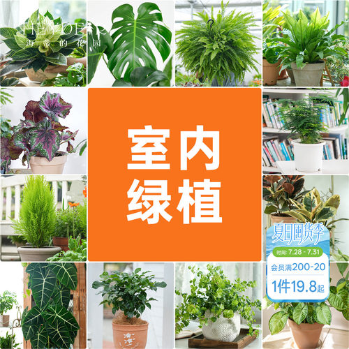 海蒂的花园室内绿植铂金钻龟背竹盆栽室内客厅桌面办公室观叶植物