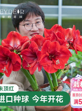 海蒂的花园成都总店朱顶红进口种球重瓣盆栽【30天包活保证对版】