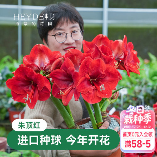海蒂的花园成都总店朱顶红进口种球重瓣盆栽【30天包活保证对版】