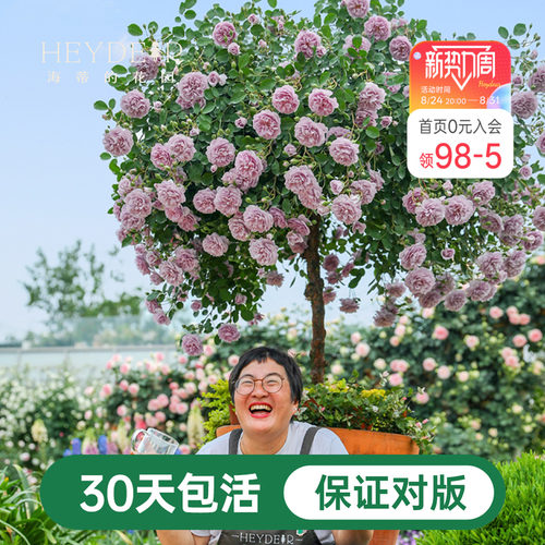 海蒂的花园蓝色阴雨爬藤月季四季阳台庭院垂吊花卉植物盆栽花苗