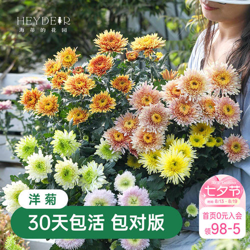 海蒂的花园菊花盆栽洋菊带花苞