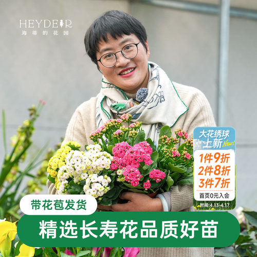 海蒂的花园长寿花盆栽重瓣大花