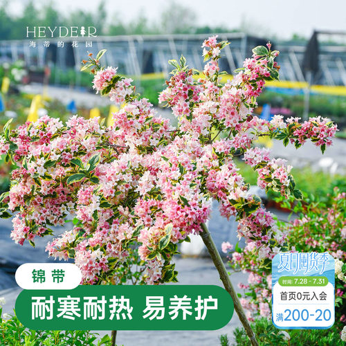海蒂的花园花叶锦带春天爆花灌木