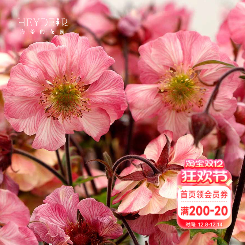 海蒂的花园水杨梅多年生宿根植物阳台庭院好养野趣花卉盆栽苗花苗