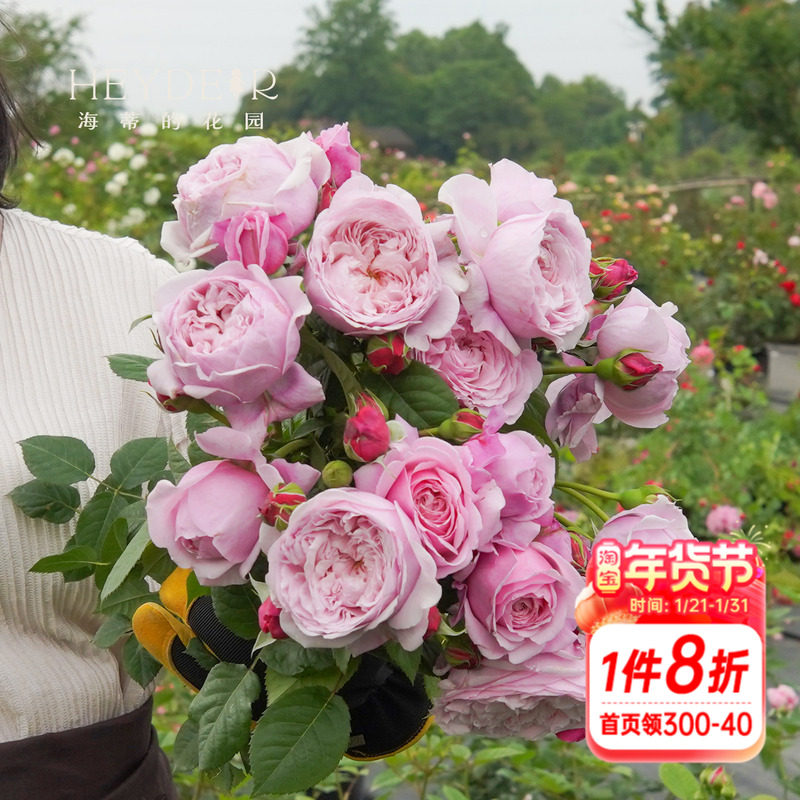 海蒂的花园自由精神奥斯汀月季爬拱门浓香包子长势强健花卉盆栽苗,鲜花速递/花卉仿真/绿植园艺,月季/蔷薇/玫瑰,淘宝优惠券,粉丝福利购,淘宝优惠卷