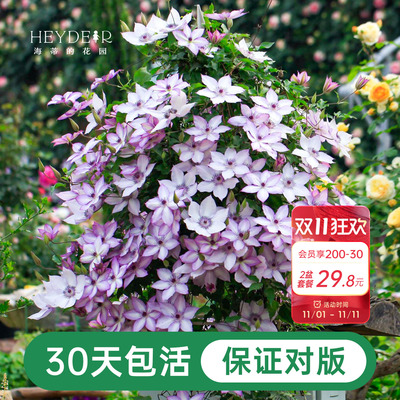 海蒂的花园铁线莲阳台爬藤乌托邦