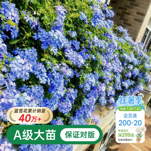 海蒂的花园蓝雪花盆栽大苗爬藤植物阳台庭院四季老桩独杆花卉绿植