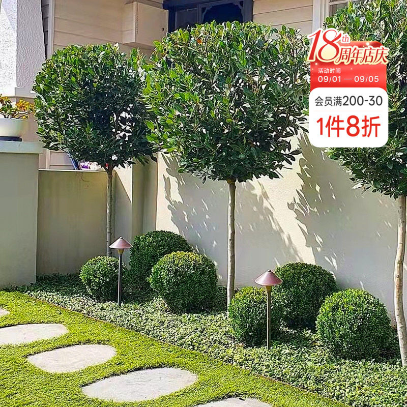 海蒂的花园 地中海月桂树苗香叶香料庭院四季常绿植物图片