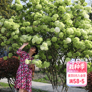 海蒂 中华木绣球大花露台庭院别墅地栽树苗绣球花苗盆栽 花园