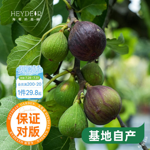 海蒂的花园水果树苗无花果