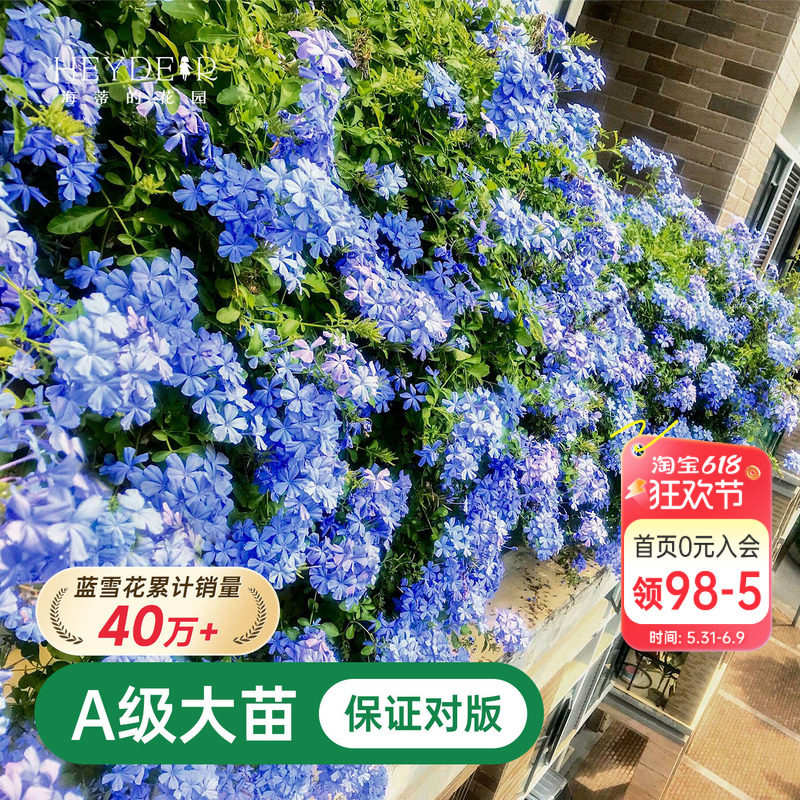 海蒂的花园蓝雪花盆栽大苗爬藤植物阳台庭院四季老桩独杆花卉绿植