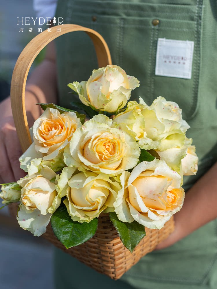 蜜桃雪山直立月季切花玫瑰灌木阳台庭院花卉植物盆栽苗