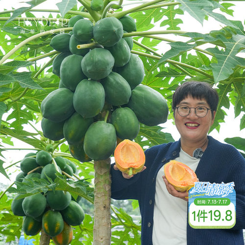 海蒂的花园 水果木瓜树苗盆栽苗南方种植庭院盆栽地栽果树果苗