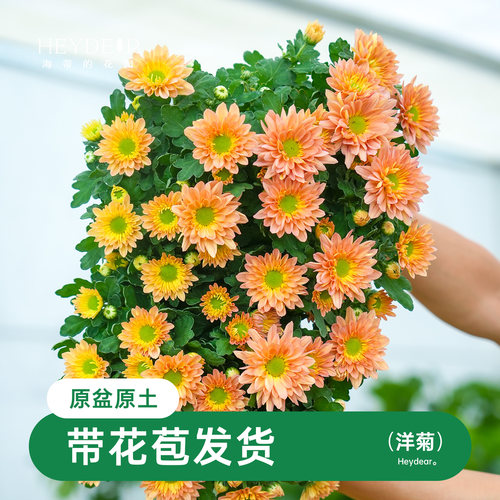 乒乓菊盆栽带花苞耐热耐晒