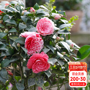 海蒂的花园茶花盆栽十八学士山茶花树苗香妃秋冬花卉【带花苞】