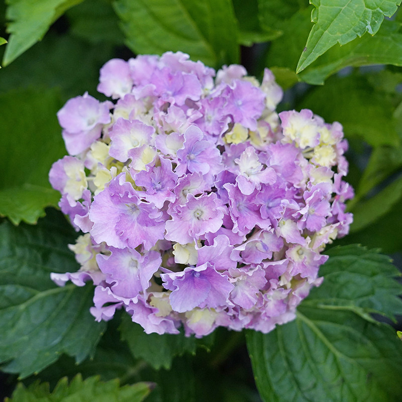 海蒂的花园绣球花苗百园大花绣球八仙花耐阴阳台可切花生花卉盆栽