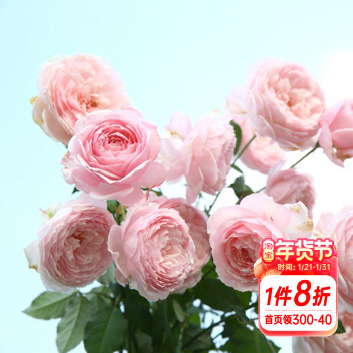 海蒂的花园 美咲日月灌木月季多季粉色浓香阳台庭院盆栽花卉花苗,鲜花速递/花卉仿真/绿植园艺,月季/蔷薇/玫瑰,淘宝优惠券,粉丝福利购,淘宝优惠卷