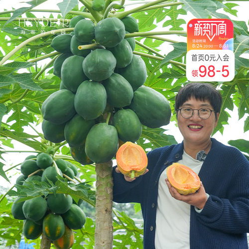 海蒂的花园 水果木瓜树苗盆栽苗南方种植庭院盆栽地栽果树果苗