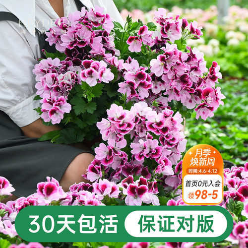 海蒂的花园天竺葵盆栽花苗垂吊大花重瓣四季花卉室内阳台植物绿植