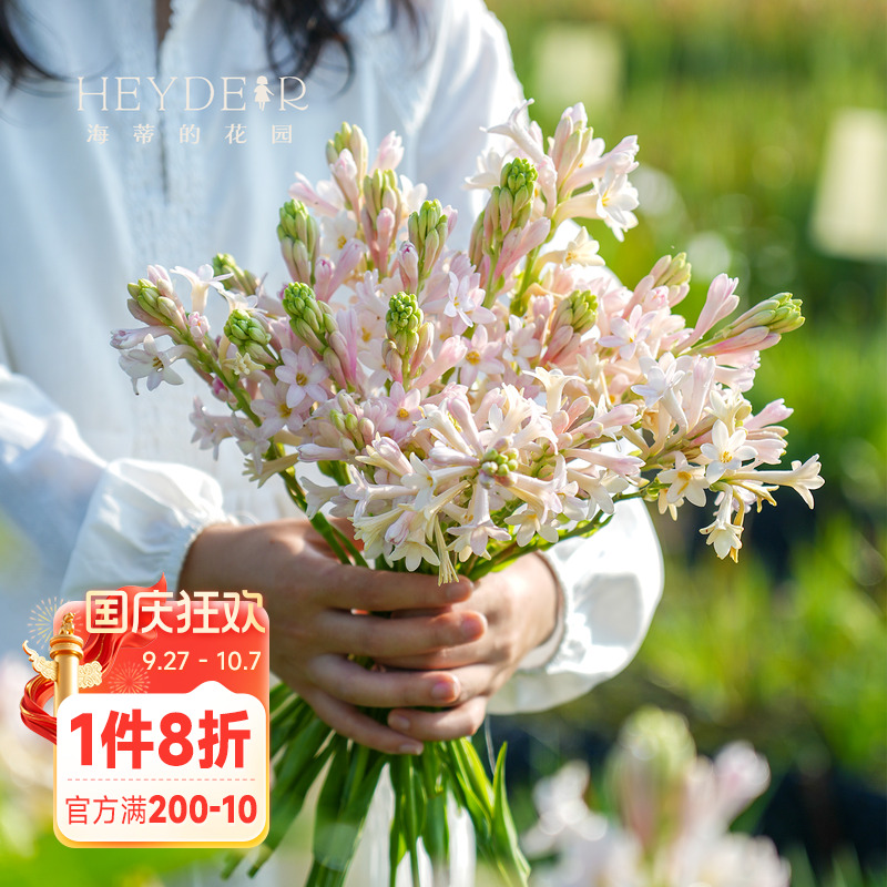 海蒂的花园晚香玉种球月下香夜来香庭院露台室外阳台盆栽花卉植物