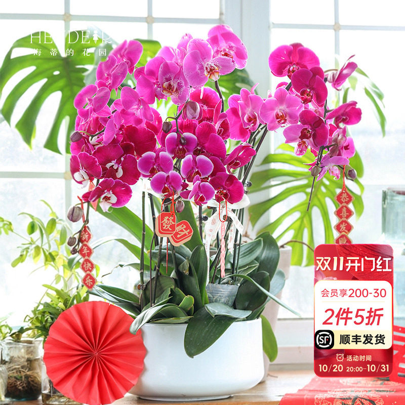 海蒂的花园蝴蝶兰盆栽带花苞宝贝兰花秋花苗冬室内年宵开花植物
