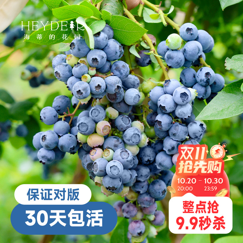 带花苞今年收果盆栽苗