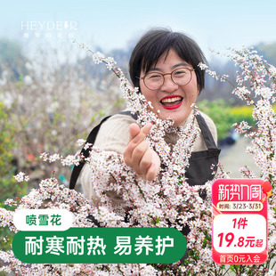 海蒂 花园喷雪花雪柳盆栽锦带绣黄金喷泉线菊溲疏小手球耐寒花卉