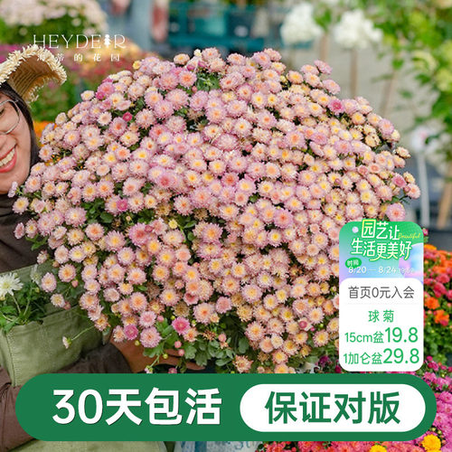 球菊菊花盆栽多年生花卉好养