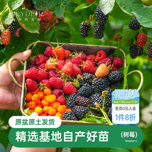海蒂的花园树莓浆果耐寒灌木好养