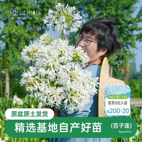 海蒂的花园百子莲圣母皇太后多年生植物阳台庭院花卉植物盆栽