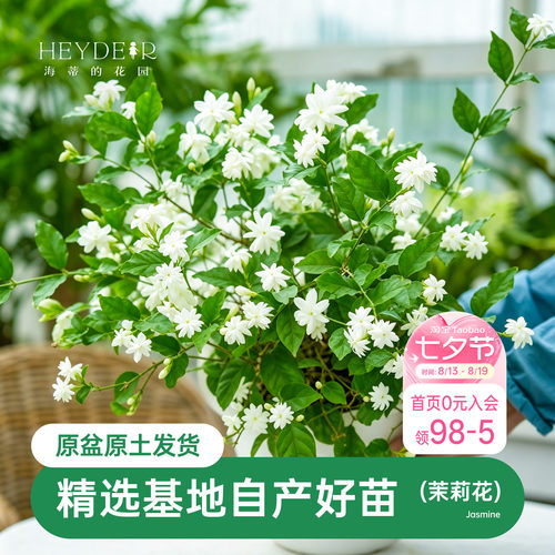 海蒂茉莉花阳台室内盆栽苗