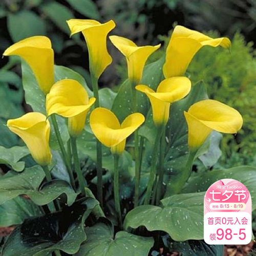 彩色马蹄莲阳台室内花卉