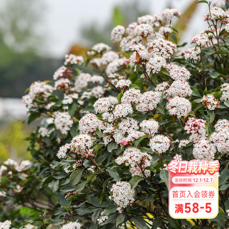 海蒂的花园荚蒾冬季开花庭院绿化