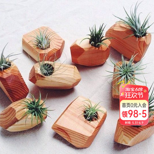 海蒂的花园空气凤梨植物客厅