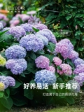 海蒂的花园 Гортензия в горшках, рассада цветов, бесконечное лето, большие цветы, цветы Wanhua, зеркало, балкон, сад, двор, растения