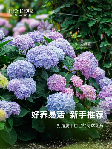 海蒂的花园 Гортензия в горшках, рассада цветов, бесконечное лето, большие цветы, цветы Wanhua, зеркало, балкон, сад, двор, растения