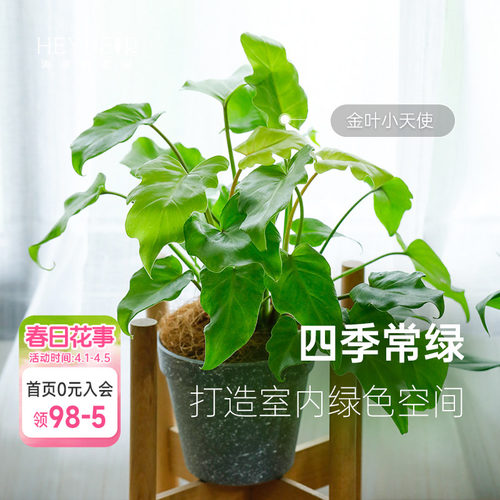 蔓绿绒客厅书房书桌室内观叶绿植