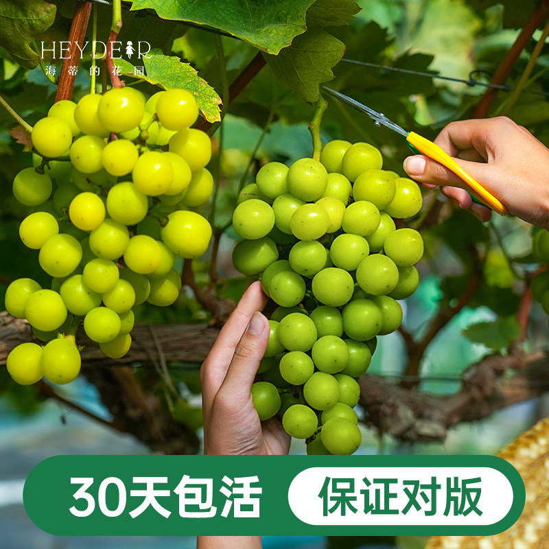 海蒂的花园葡萄树苗阳光玫瑰盆栽南北方种植爬藤地栽果树海妈家